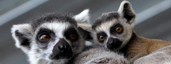 animals-at-the-zoo-city-of-edmonton