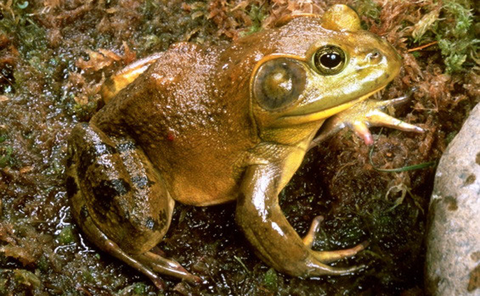 California Bull Frog