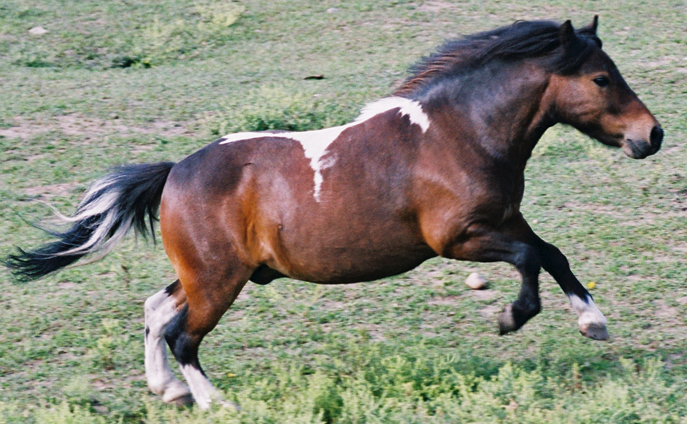 Horse Young One