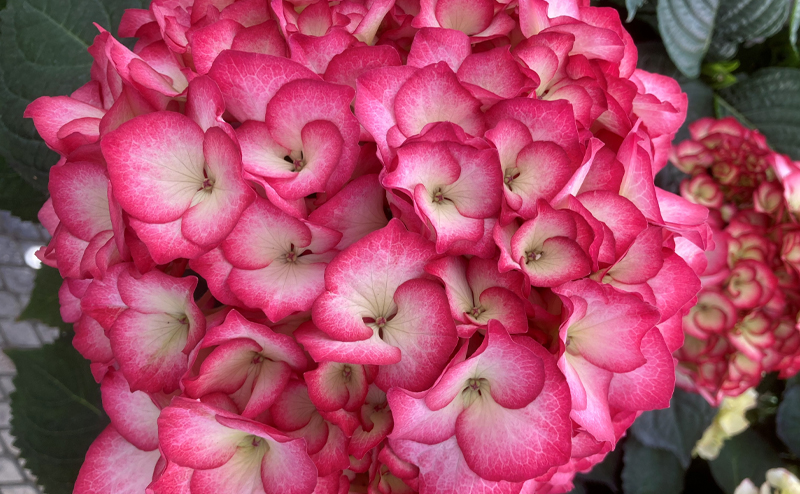 Pink hydrangeas