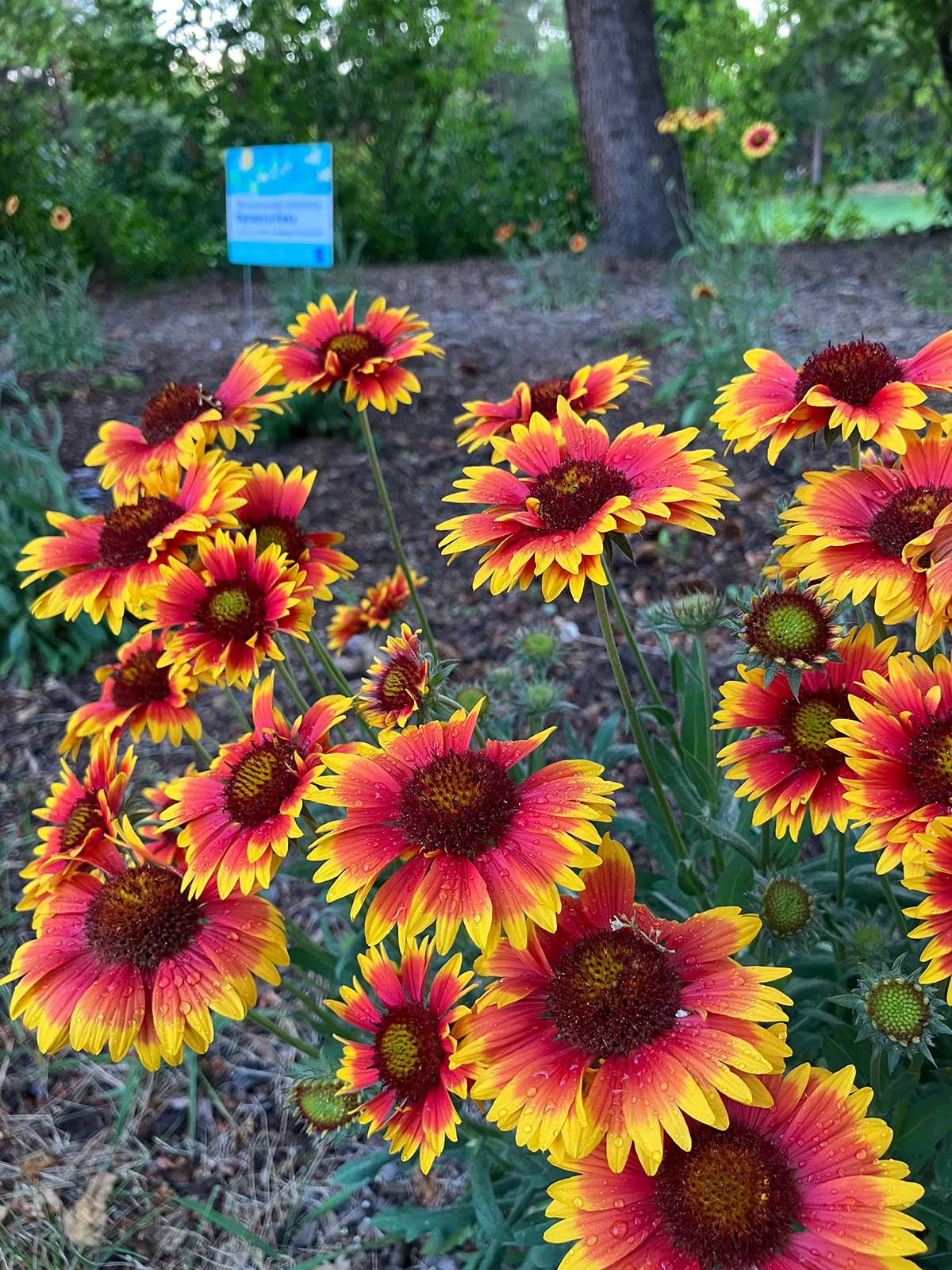 Gaillardia in July