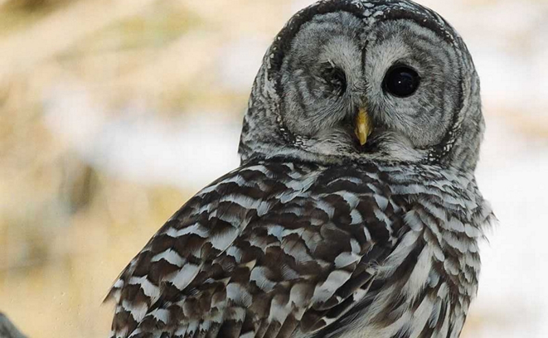 zooan_barredowl_800x494