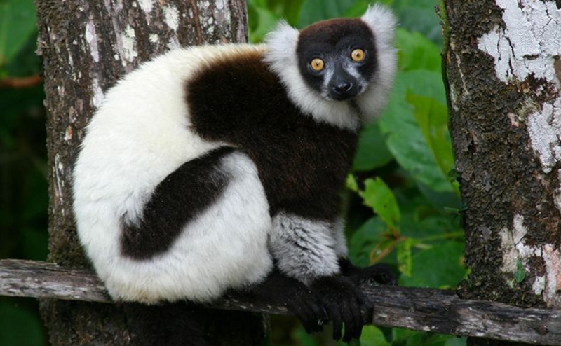 Black and White Ruffed Lemur :: City of Edmonton