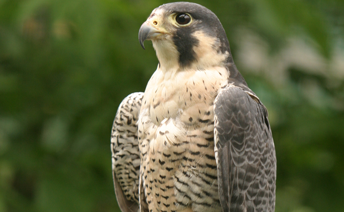 Peregrine Falcon City Of Edmonton