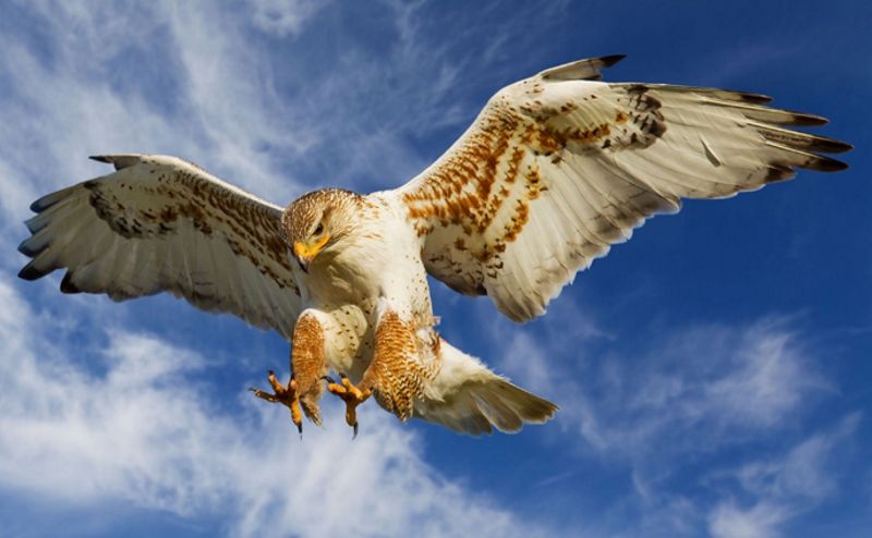 Ferruginous Hawk :: City of Edmonton