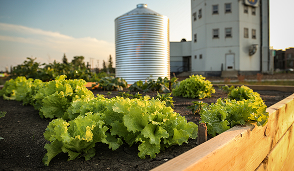 Community garden at Blatchford