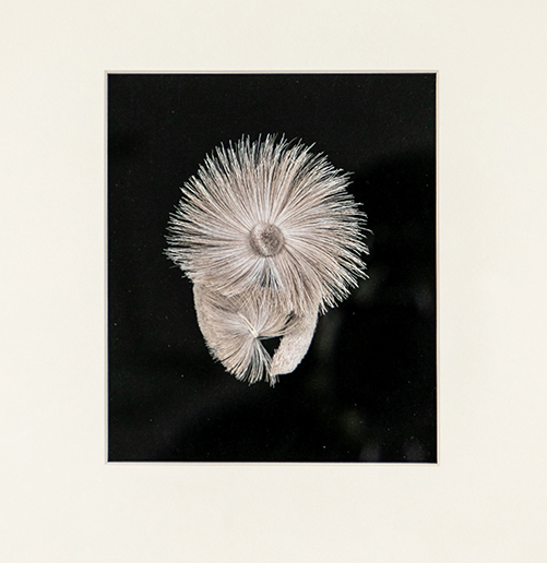 Northern Dandelion, 2019