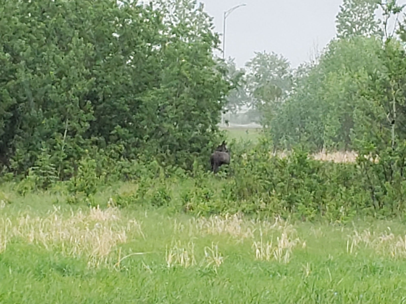 Re-establishing wildlife corridors and habitat.