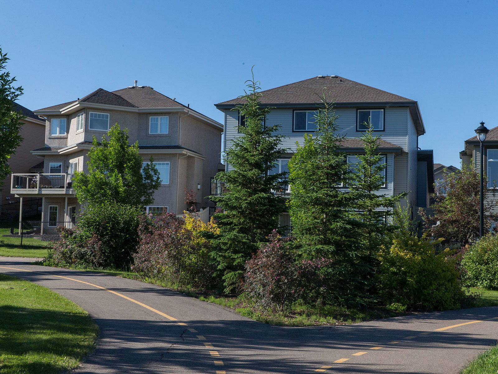 Mature shrubs beds in residential areas.