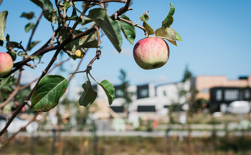 Apple tree at Blatchford