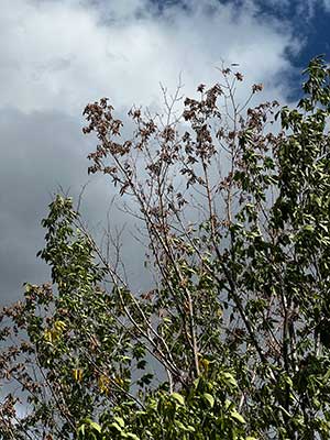 Affected elm tree