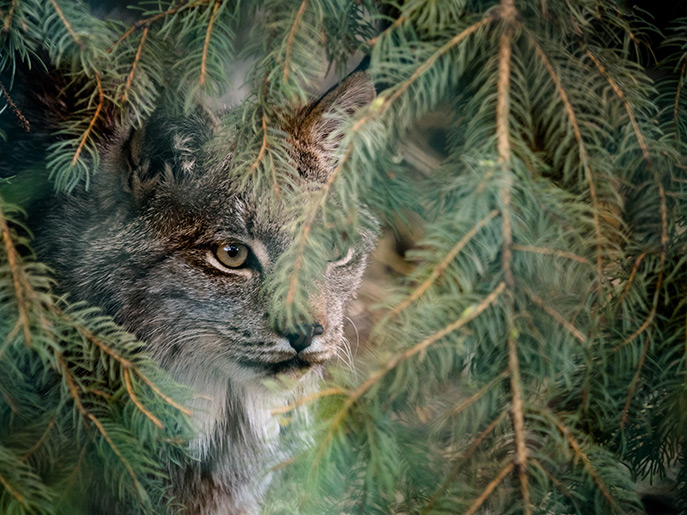 lynx