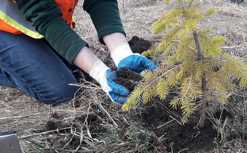 A volunteer planting a young tree.