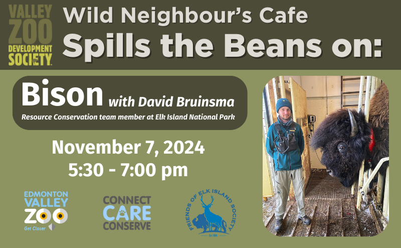 Wild Neighbour's Cafe Spills the Beans on: Bison. With David Bruinsma, resource conservation team member at Elk Island National Park. November 7, 2024. 5:30-7pm.