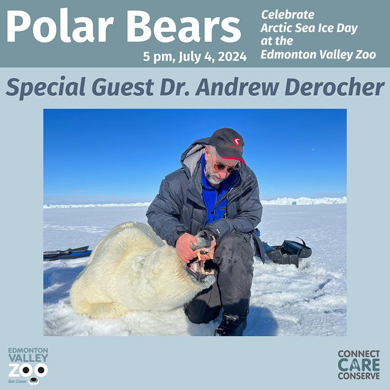 Polar Bears 5pm, July 4, 2024. Celebrate Artctic Sea Ice Day at the Edmonton Valley Zoo. Special guest Dr. Andrew Derocher. Photo of a man examining a polar bear.