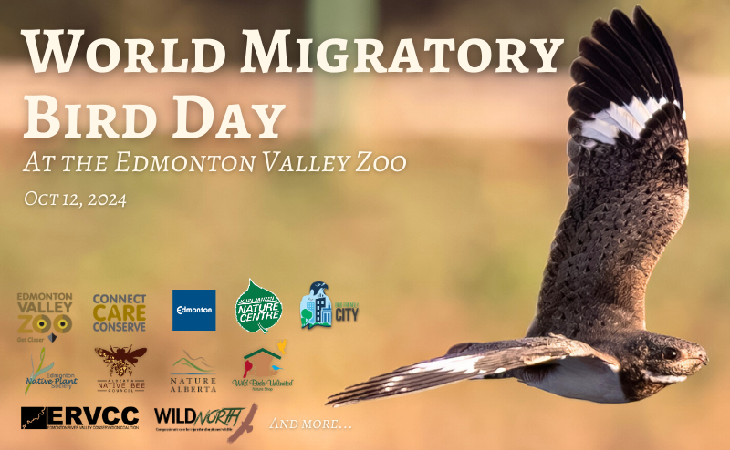 World Migratory Bird Day