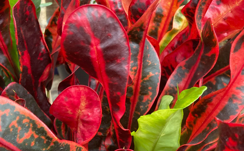 Red plants