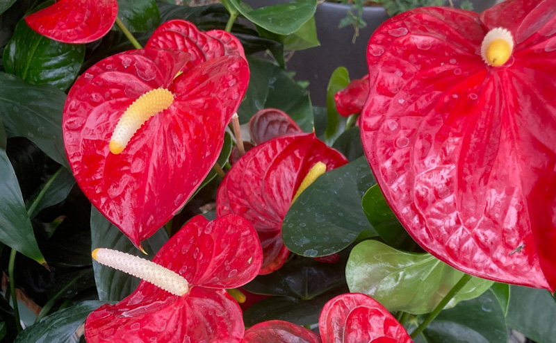 Red flowers