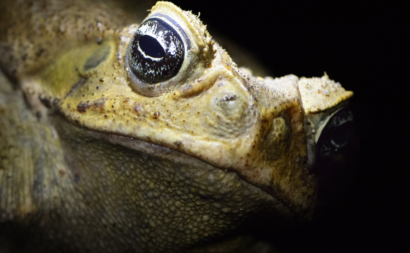 Closeup of a frog's face