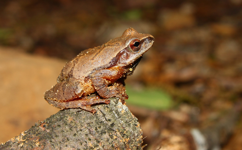 A frog standing on a rock