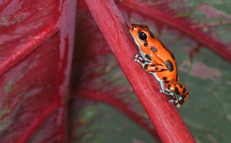 A frog on the stem of a plant, with a leaf in the background