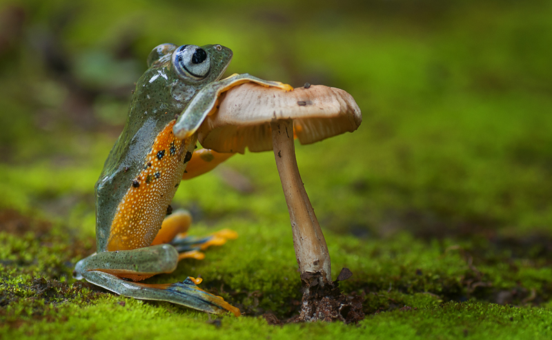 A frog clinging to a mushroom