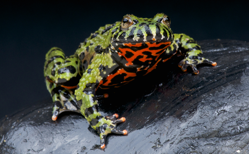 A green and orange frog with black spots, standing on a rock