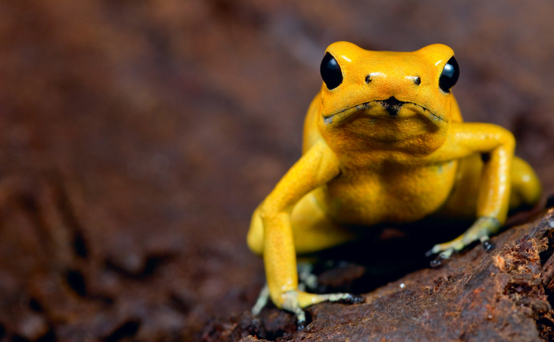 A yellow frog