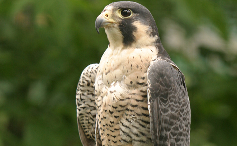 A peregrine falcon