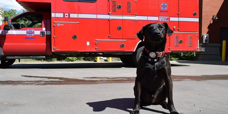 black dog and fire truck
